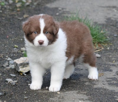 Les chiots de Berger Australien
