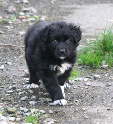 Les chiots de Berger Australien