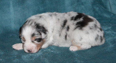Les chiots de Berger Australien