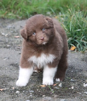 Les chiots de Berger Australien