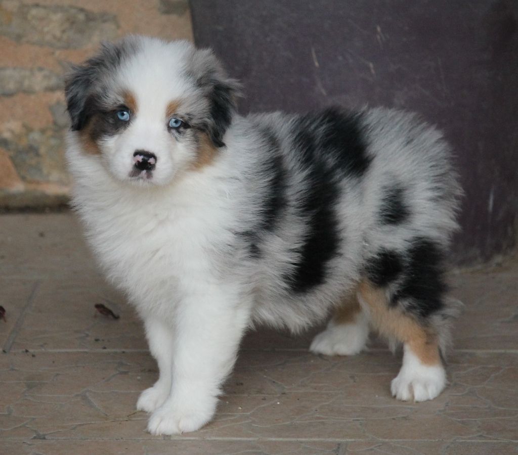 Mâle bleu merle tricolore