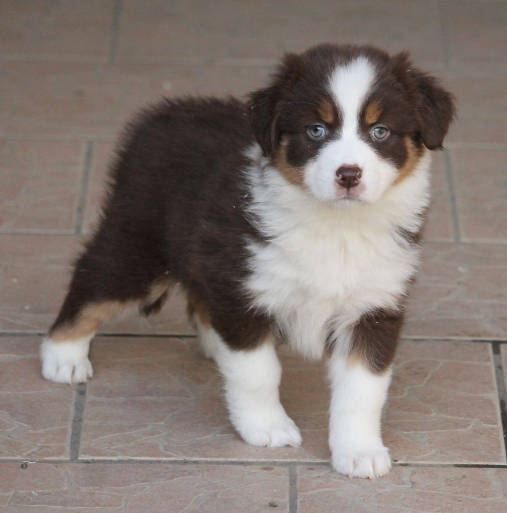 Femelle rouge tricolore 2