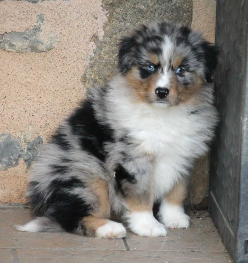 Femelle bleu merle tricolore