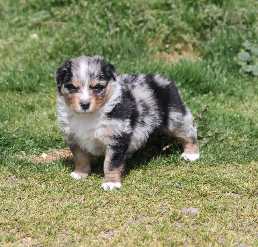 Mâle bleu merle 2