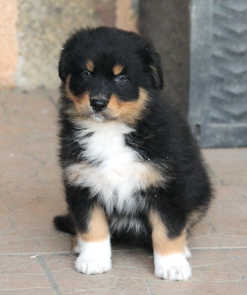 Femelle noire tricolore 1