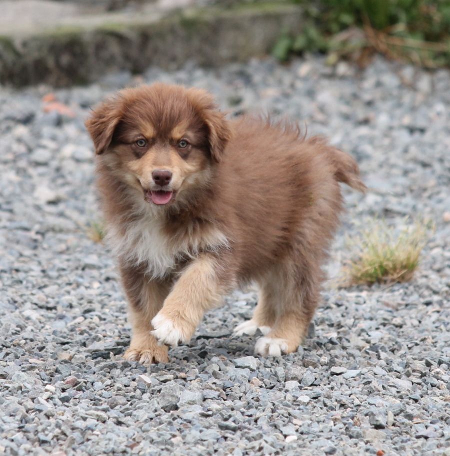 Femelle rouge tricolore