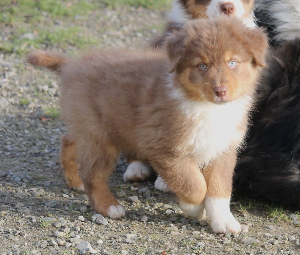 Femelle rouge tricolore 1