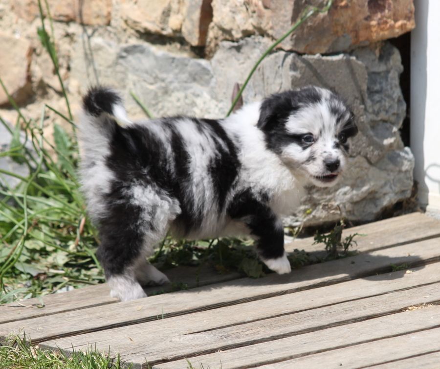 Mâle bleu merle bicolore 1