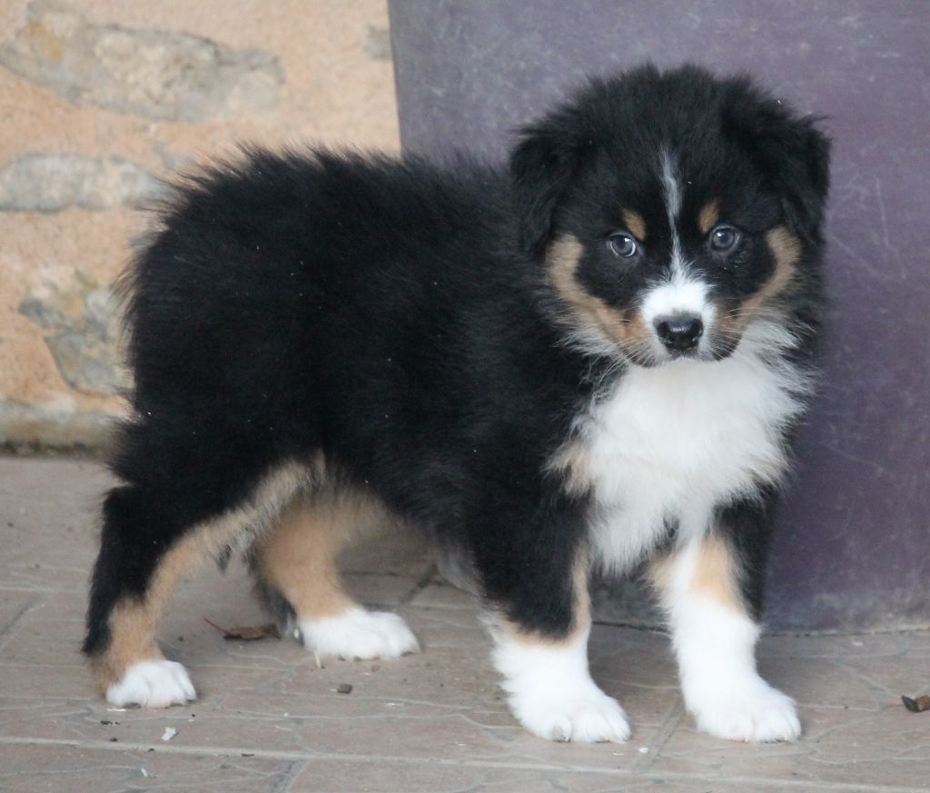 Femelle noire tricolore 2