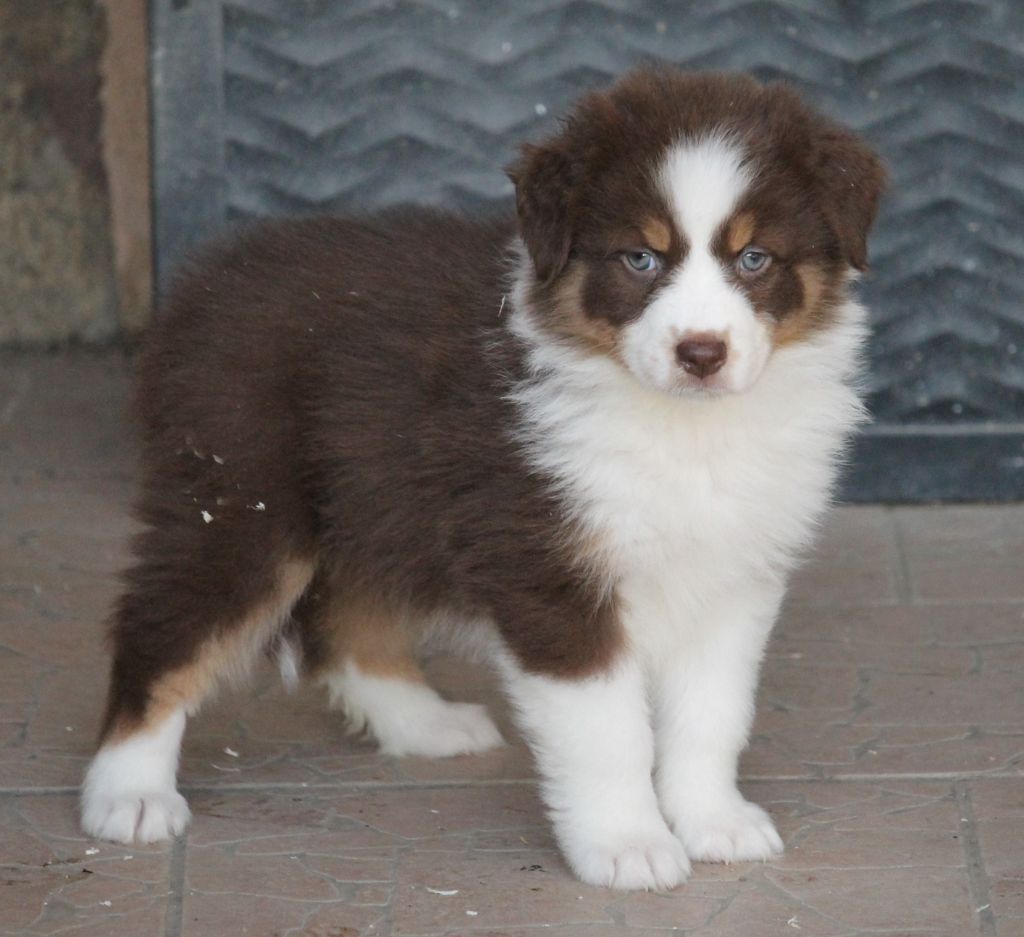 Femelle rouge tricolore 3