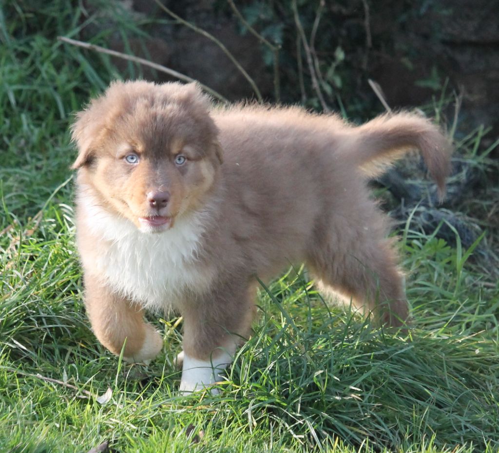 Femelle rouge tricolore 1