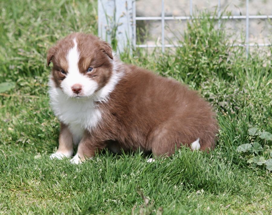 Mâle rouge tricolore