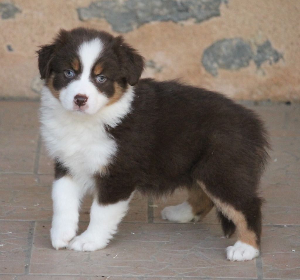 Femelle rouge tricolore 2