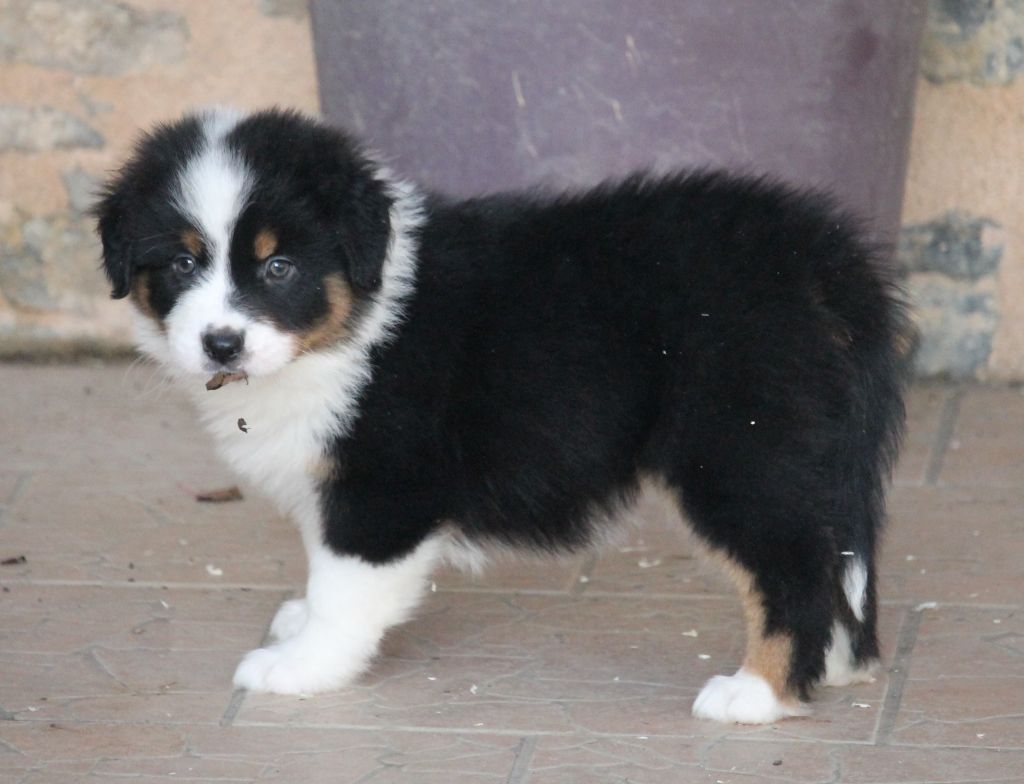 Mâle noir tricolore