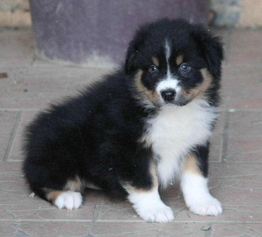 Femelle noire tricolore 2