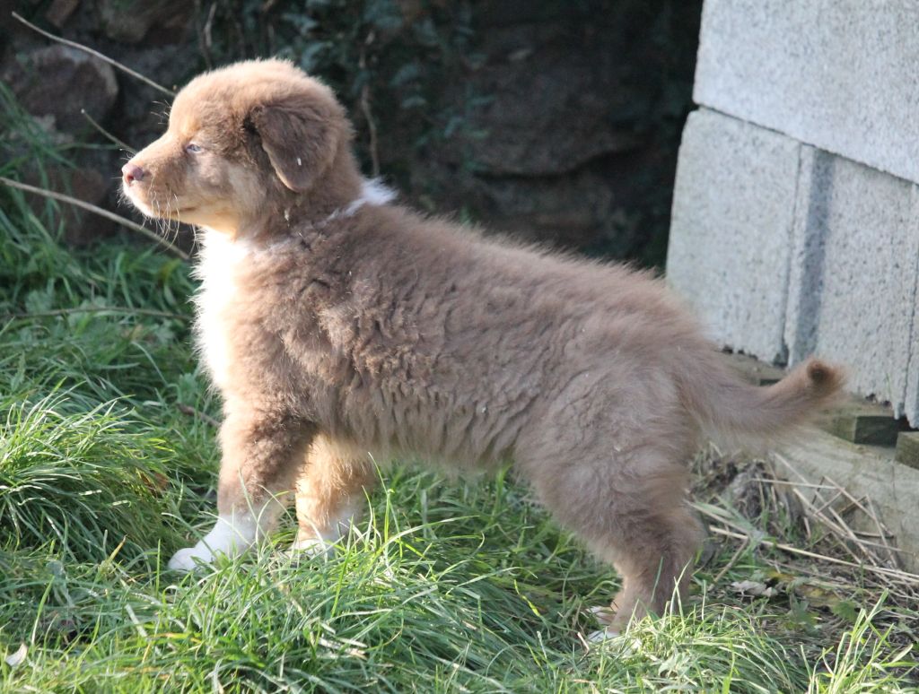 Femelle rouge tricolore 1