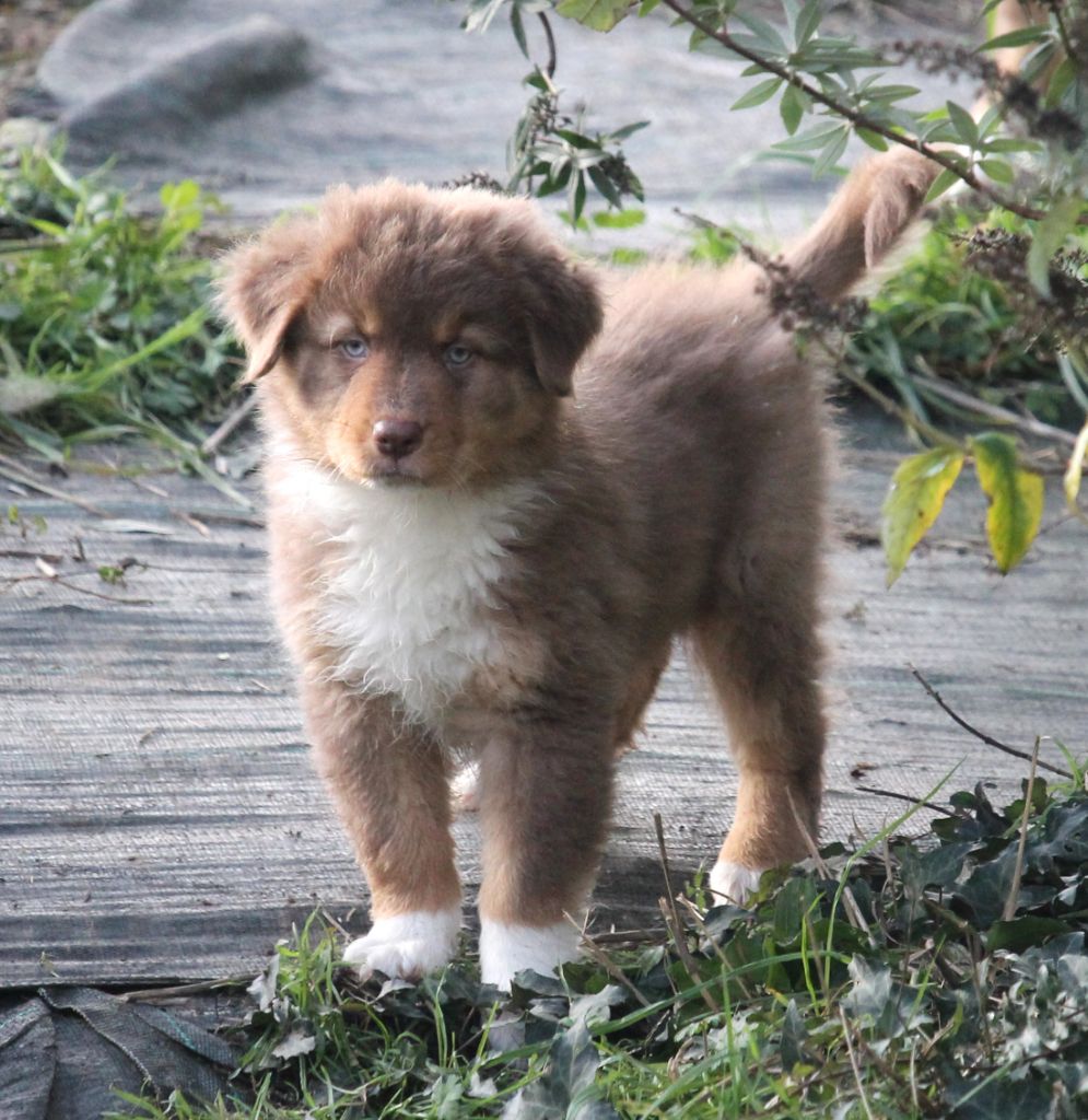 Femelle rouge tricolore 1