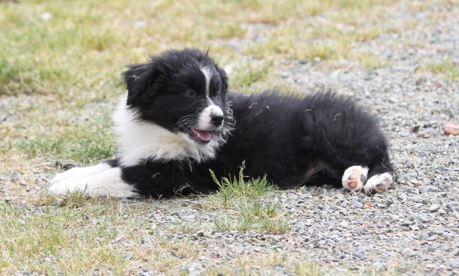 Mâle noir bicolore 1