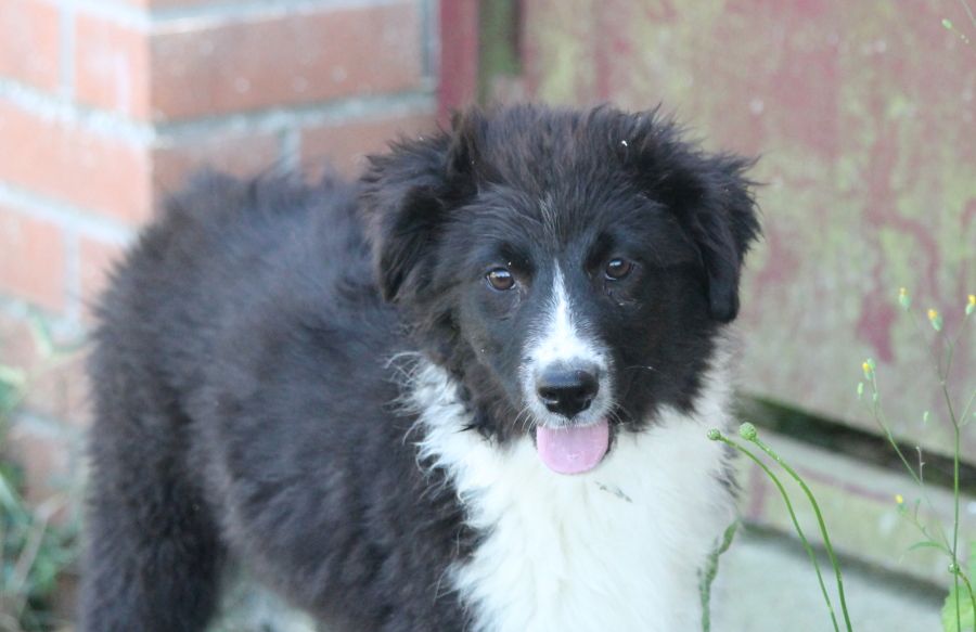 Mâle noir bicolore 2