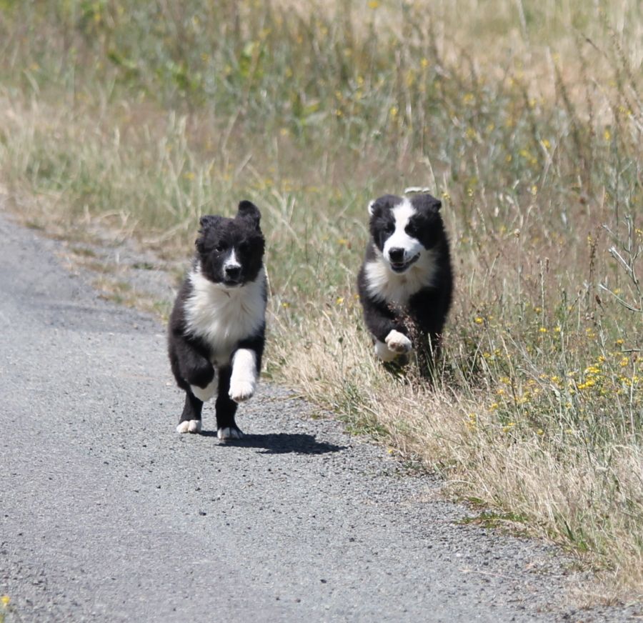Mâle noir bicolore 2