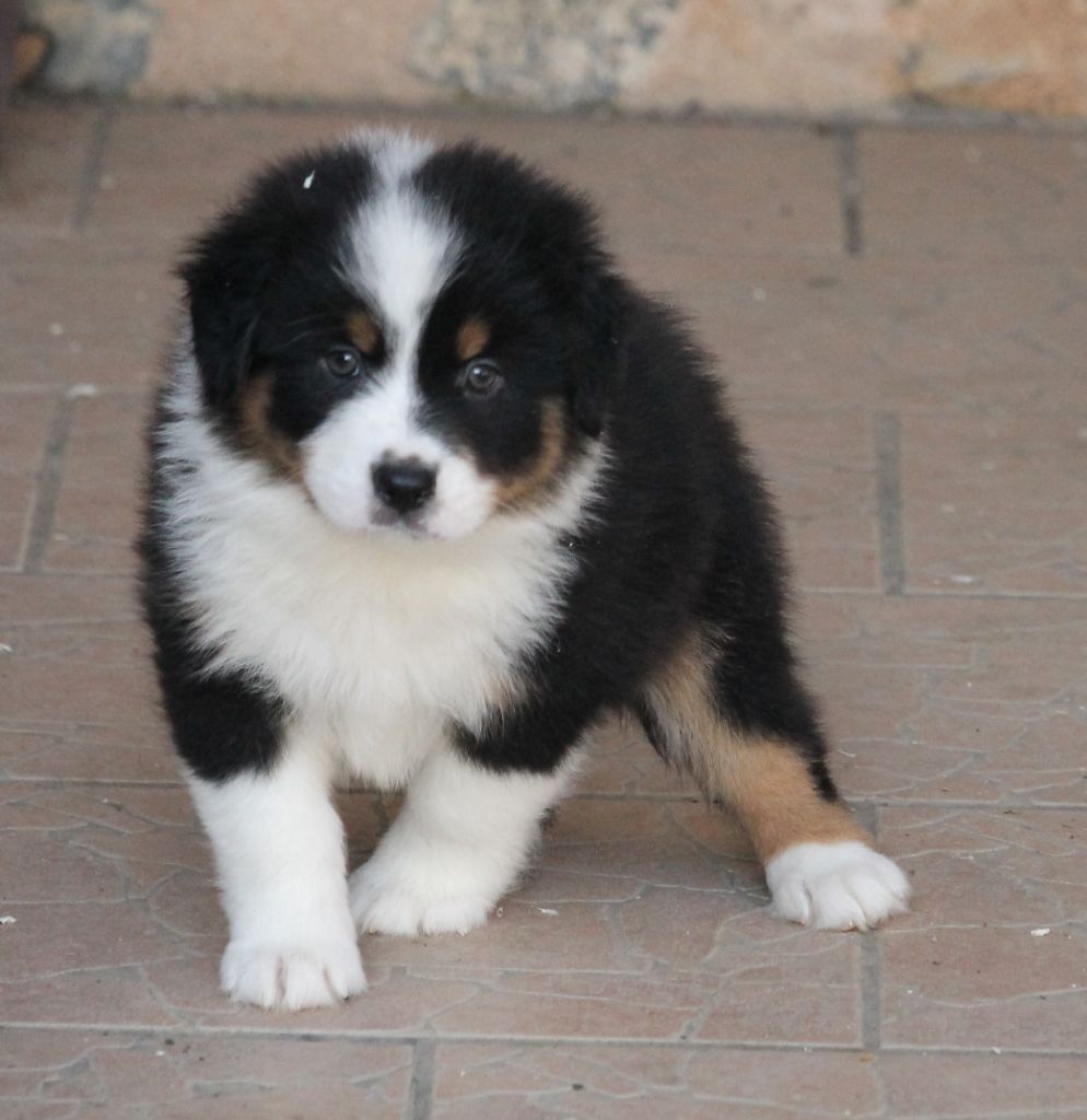 Mâle noir tricolore