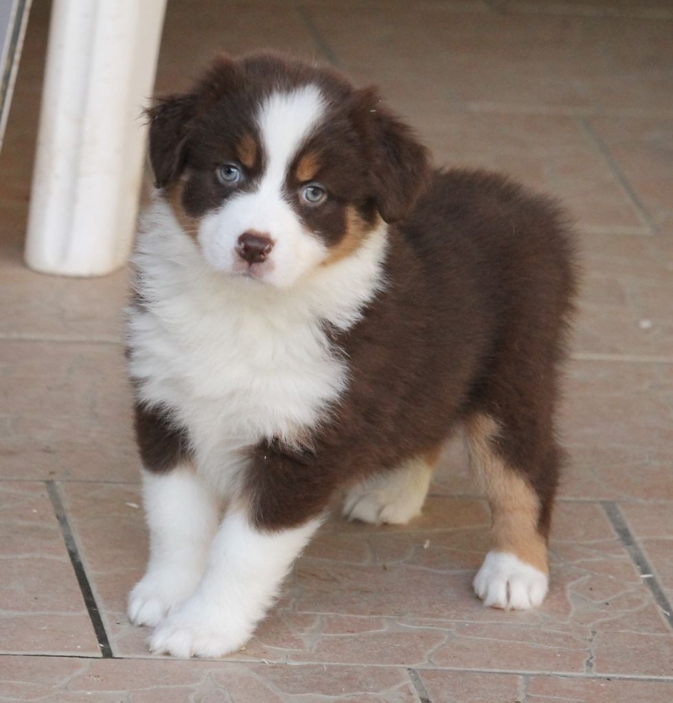 Femelle rouge tricolore 2