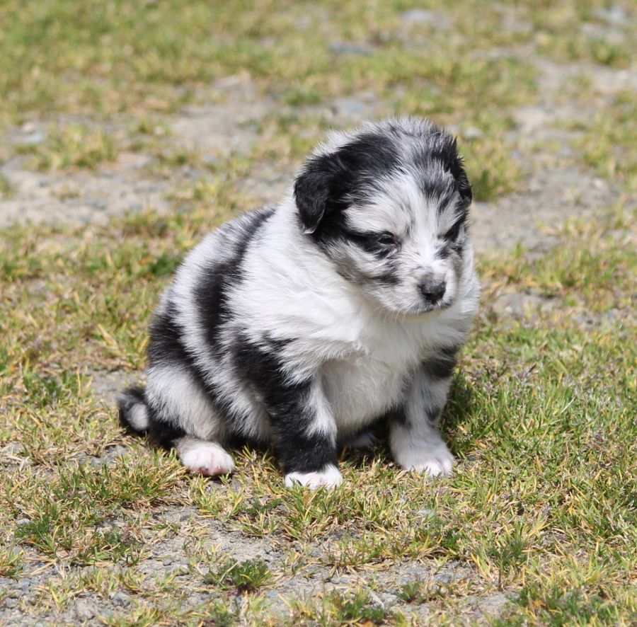 Mâle bleu merle bicolore 1