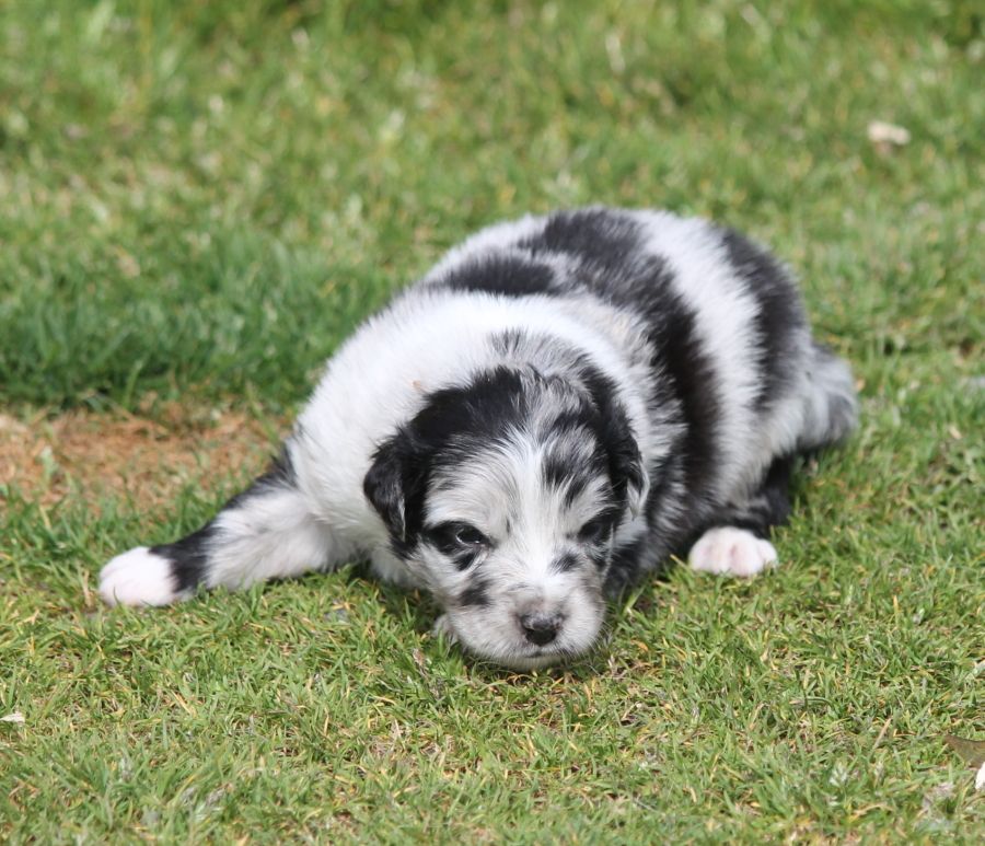 Mâle bleu merle bicolore 1
