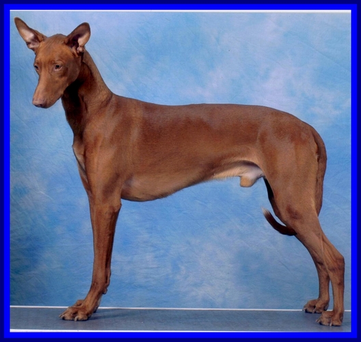 Publication : Ozymankia's