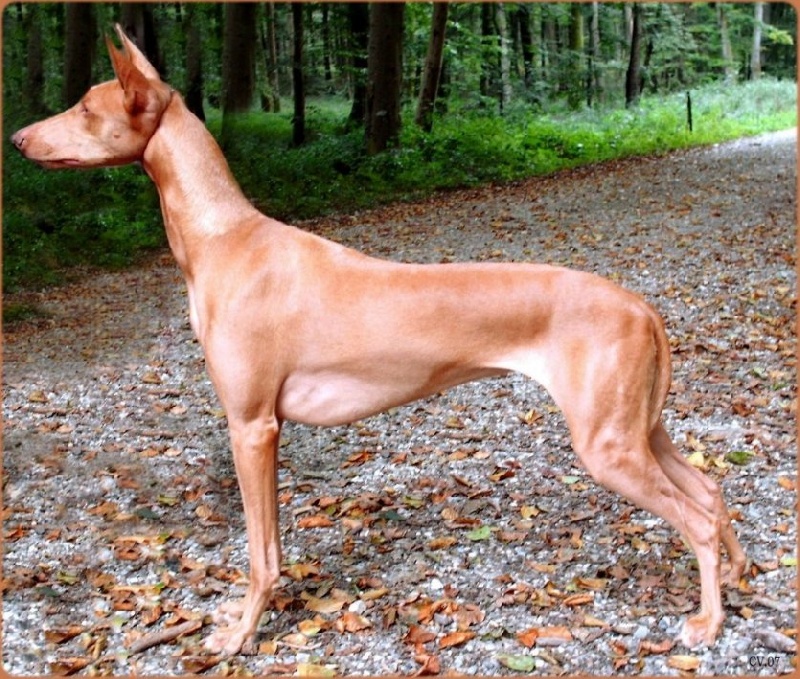 Publication : Ozymankia's Auteur : Photo GAD