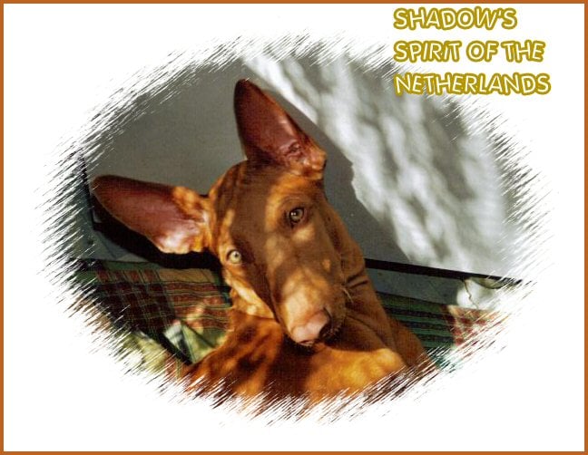 Publication : Ozymankia's Auteur : Photo GAD