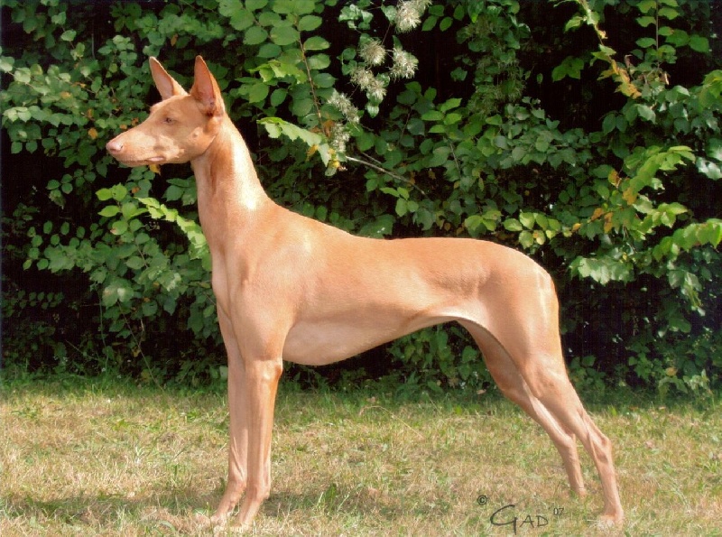 Publication : Ozymankia's Auteur : Photo GAD