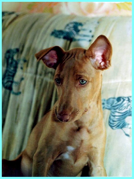 Publication : Ozymankia's Auteur : Photo GAD