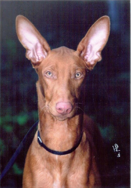 Publication : Ozymankia's