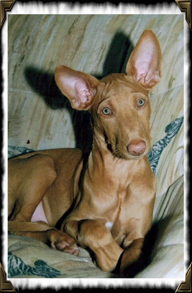 Publication : Ozymankia's Auteur : Photo GAD