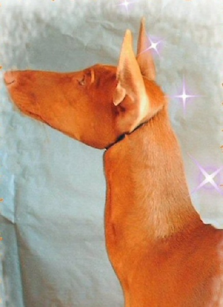 Publication : Ozymankia's Auteur : Photo GAD