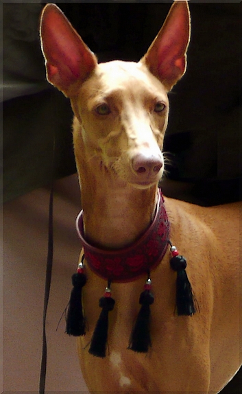 Publication : Ozymankia's Auteur : Photo GAD