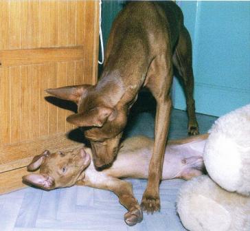 Publication : Ozymankia's