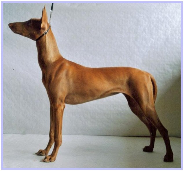 Publication : Ozymankia's Auteur : Photo GAD