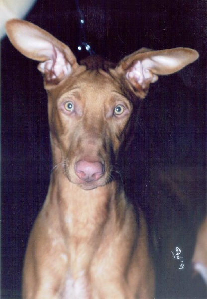 Publication : Ozymankia's