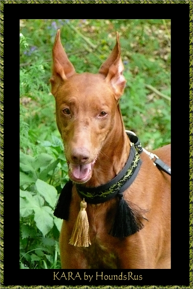 Publication : Ozymankia's