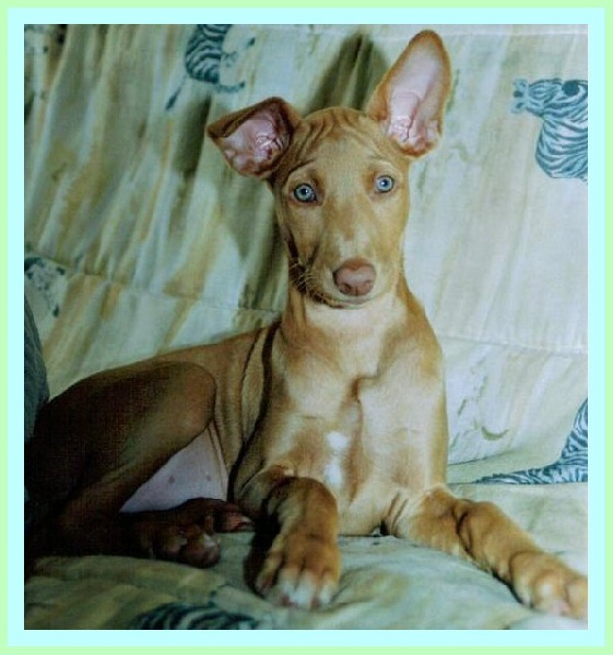 Publication : Ozymankia's Auteur : Photo GAD