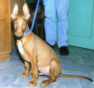 Publication : Ozymankia's