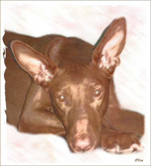 Publication : Ozymankia's