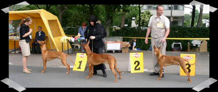 Publication : Ozymankia's