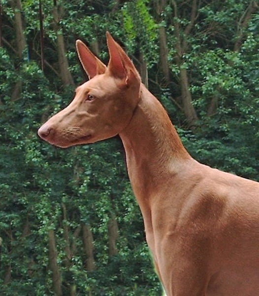 Publication : Ozymankia's Auteur : Photo GAD