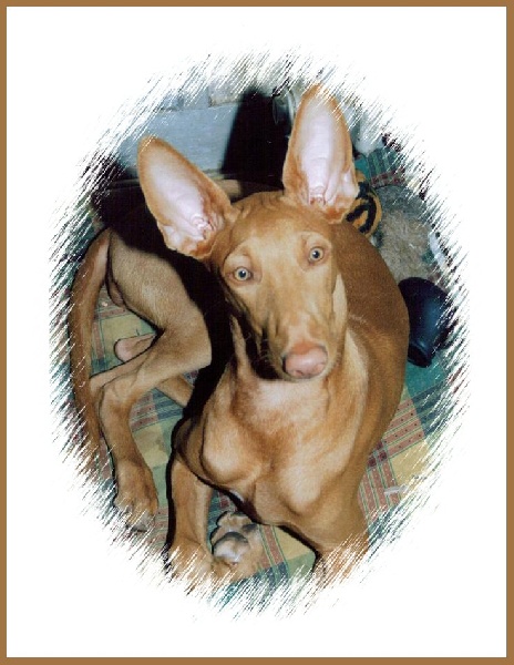 Publication : Ozymankia's Auteur : Photo GAD