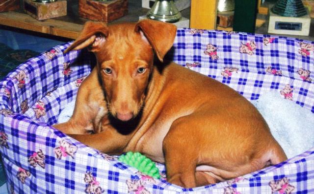 Publication : Ozymankia's