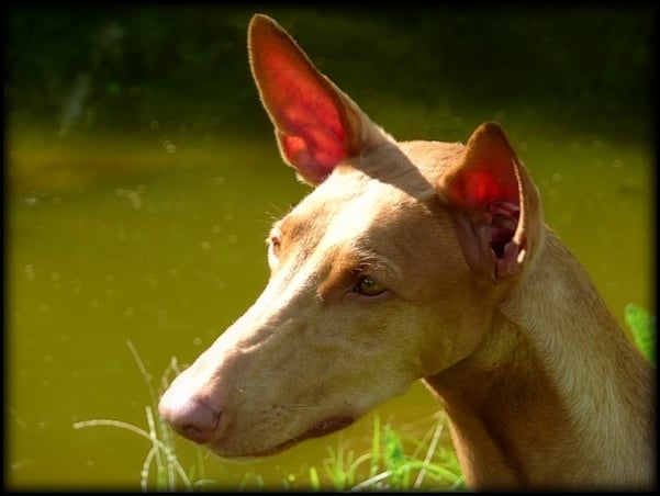 Publication : Ozymankia's Auteur : Photo GAD