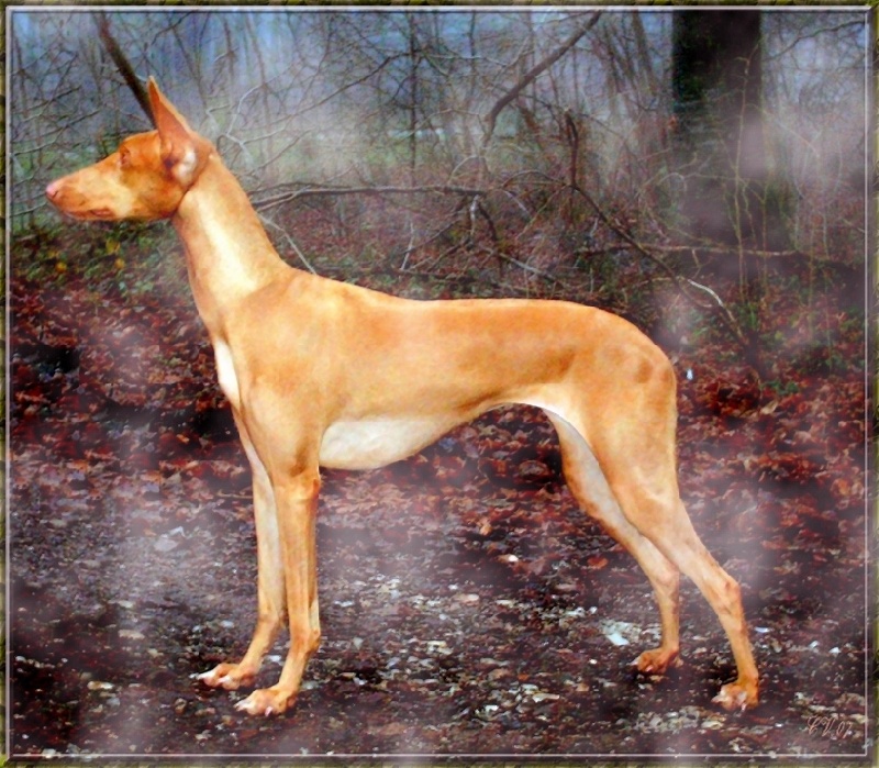 Publication : Ozymankia's Auteur : Photo GAD